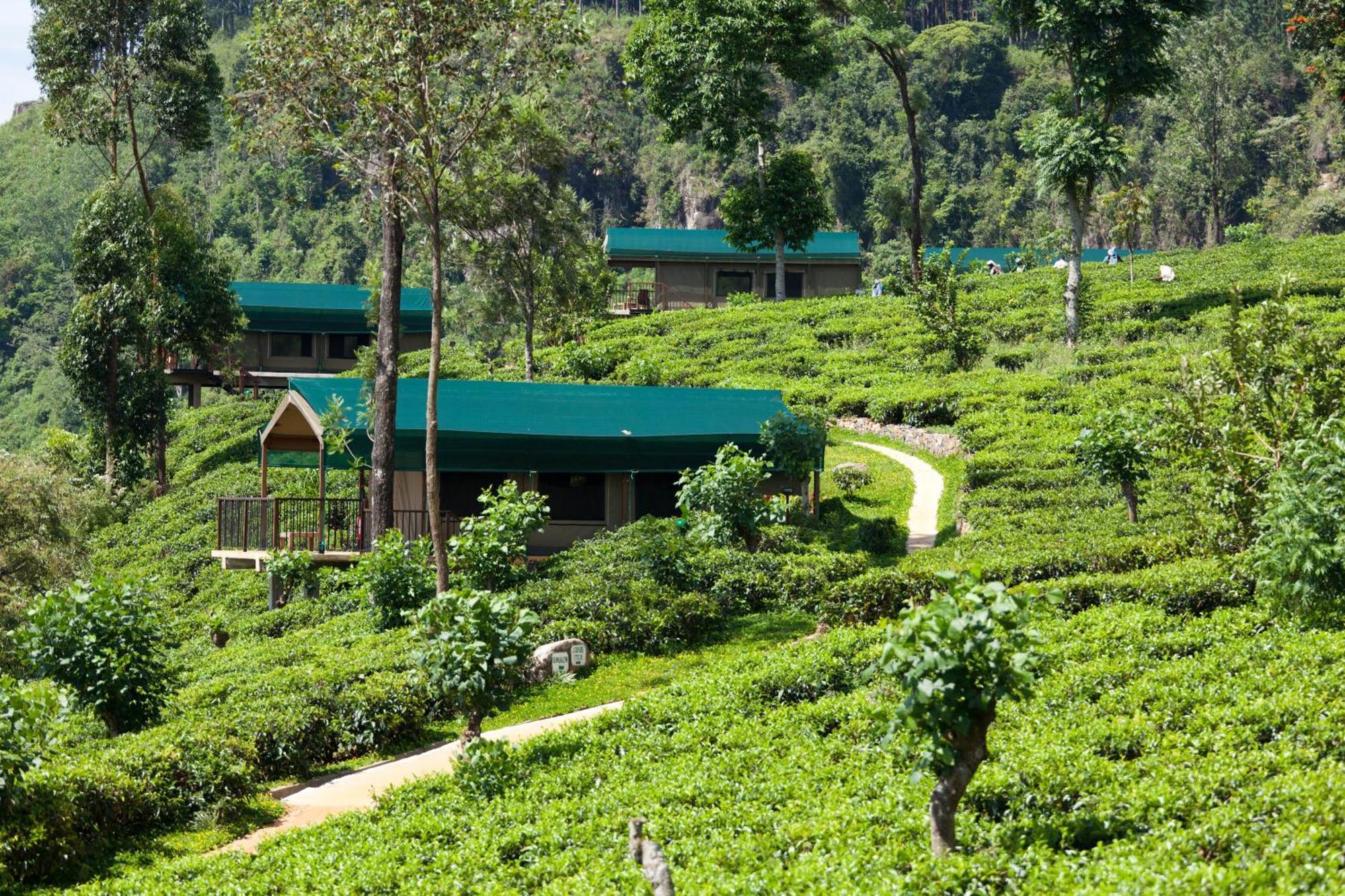 Madulkelle Tea And Eco Lodge Kandy Zewnętrze zdjęcie