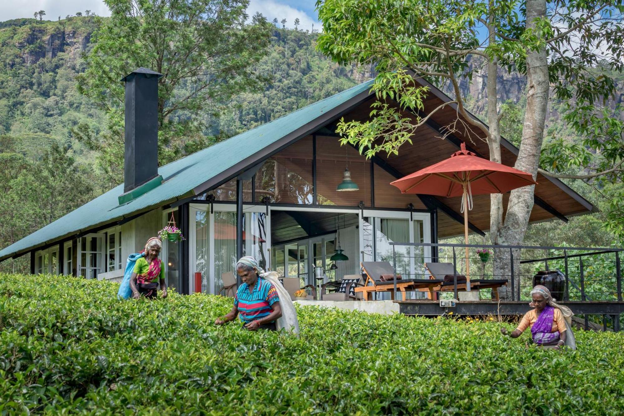 Madulkelle Tea And Eco Lodge Kandy Zewnętrze zdjęcie